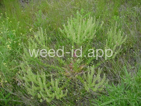 pepperweed, field